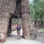 California Tunnel Tree (with your author), Mariposa Grove