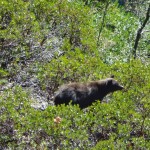 Bear #2 - High Sierra Trail, Sequoia National Park