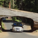 Tunnel Tree, Giant Forest, Sequoia NP