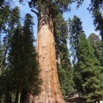 General Sherman, Giant Forest, Sequoia National Park