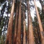 Stand of Sequoias, Sugar Bowl Grove, Sequoia National Park