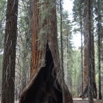 Hart Tree, Sequoia National Park